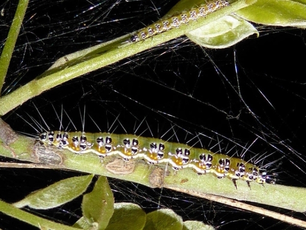 /filer/webapps/moths/media/images/G/gilvata_Uresiphita_C_Sydes.jpg