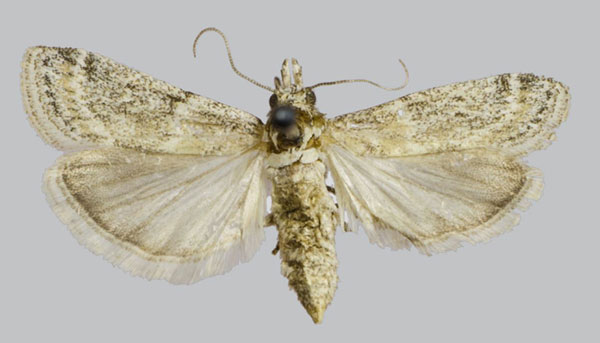 /filer/webapps/moths/media/images/G/gilvella_Gymnancyla_AF_ZMKU.jpg