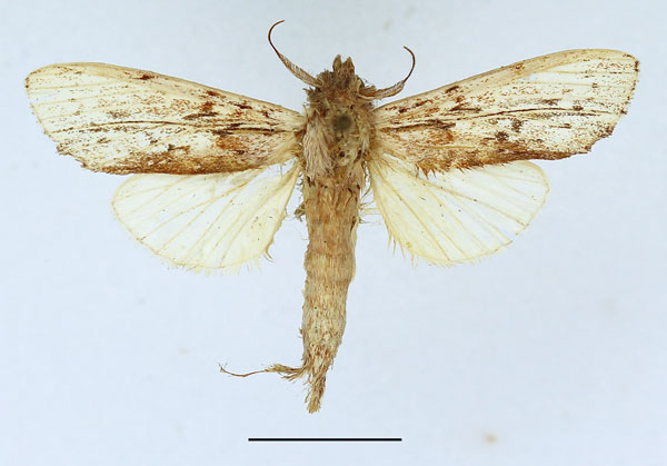 /filer/webapps/moths/media/images/G/gilvescens_Trabanta_AM_Basquin.jpg