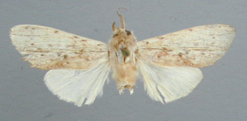 /filer/webapps/moths/media/images/G/gilvescens_Trabanta_HT_RMCA.jpg