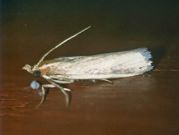 /filer/webapps/moths/media/images/G/gilviberbis_Scirpophaga_A_Roland_01.jpg