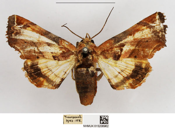 /filer/webapps/moths/media/images/G/gilvicolor_Eutelia_AF_NHMUK.jpg