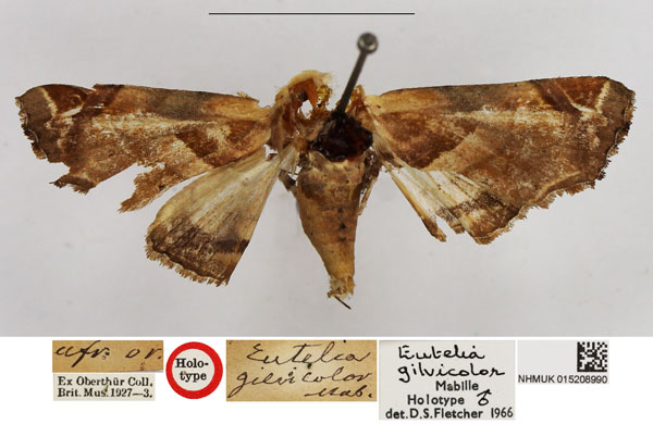 /filer/webapps/moths/media/images/G/gilvicolor_Eutelia_HT_NHMUK.jpg