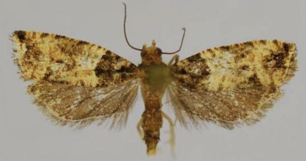 /filer/webapps/moths/media/images/G/giorgiae_Gypsonoma_AF_Trematerra.jpg