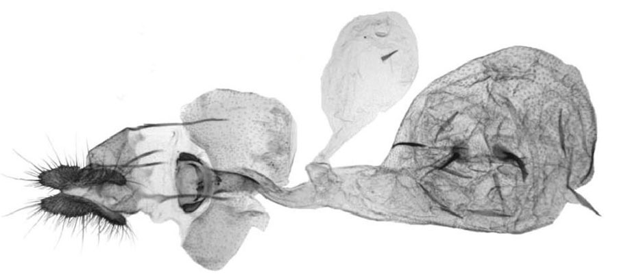 /filer/webapps/moths/media/images/G/giorgiae_Gypsonoma_GF_Trematerra.jpg
