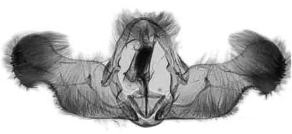 /filer/webapps/moths/media/images/G/giorgiae_Gypsonoma_GMHT_Trematerra.jpg