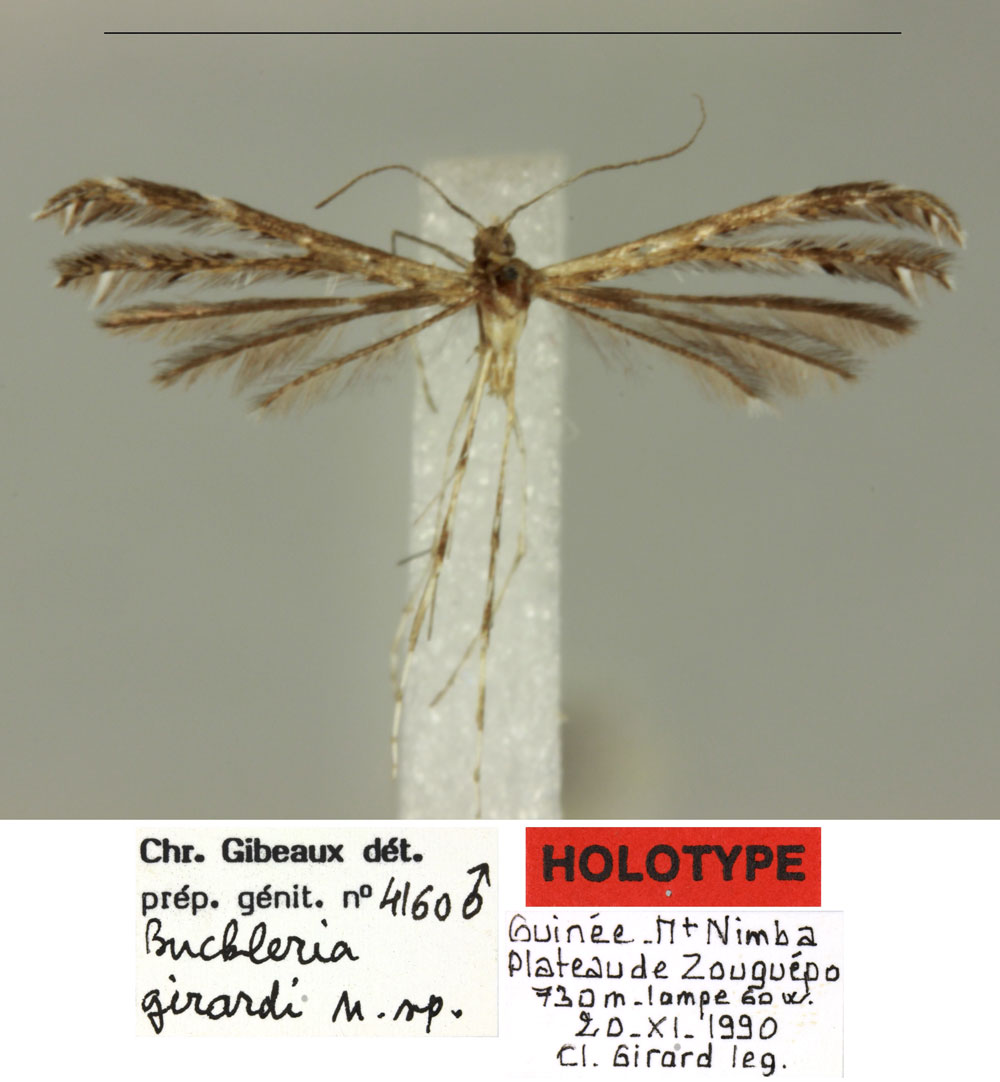 /filer/webapps/moths/media/images/G/girardi_Buckleria_HT_MNHN.jpg