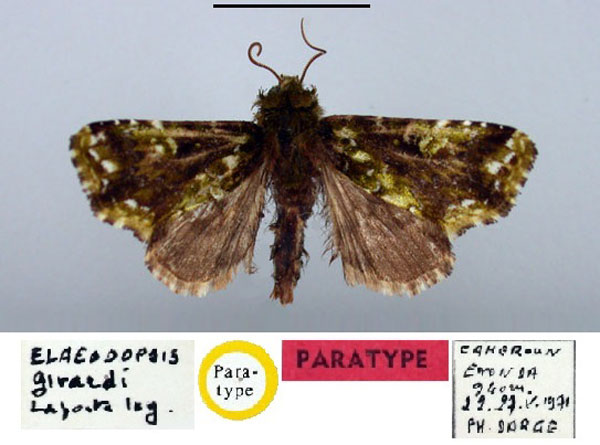 /filer/webapps/moths/media/images/G/girardi_Elaeodopsis_PT_BMNH.jpg