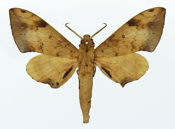 /filer/webapps/moths/media/images/G/girardi_Polyptychus_AM_Basquin_01.jpg