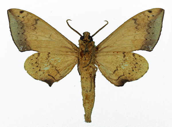 /filer/webapps/moths/media/images/G/girardi_Polyptychus_AM_Basquin_02.jpg