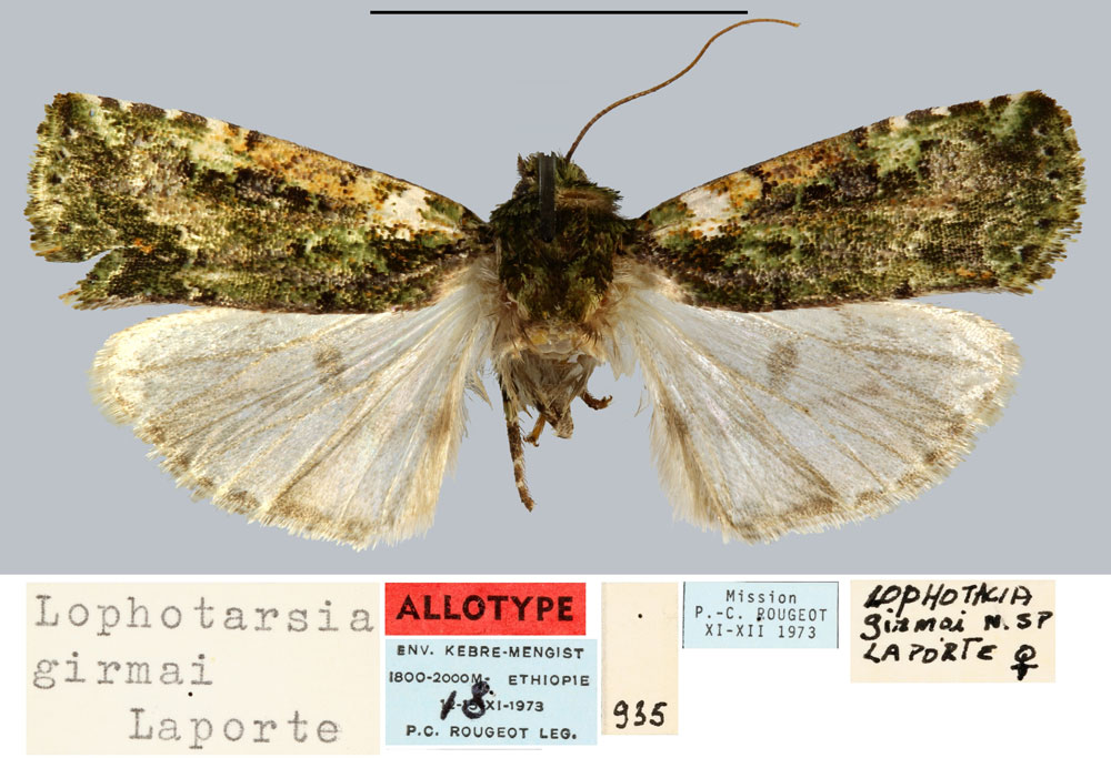 /filer/webapps/moths/media/images/G/girmai_Lophotarsia_AT_MNHN.jpg