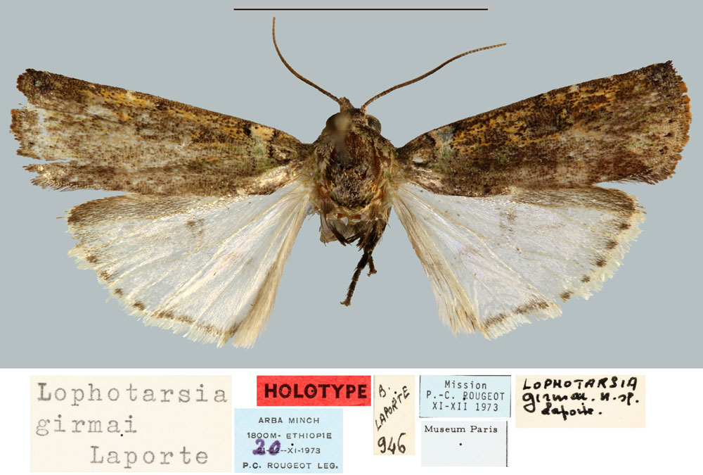 /filer/webapps/moths/media/images/G/girmai_Lophotarsia_HT_MNHN.jpg