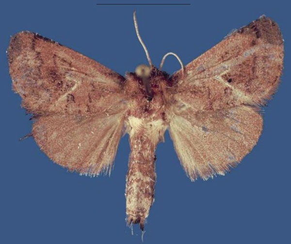 /filer/webapps/moths/media/images/G/gitegaensis_Kayamuhakaia_HT_RMCA.jpg
