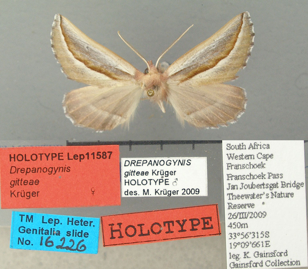 /filer/webapps/moths/media/images/G/gitteae_Drepanogynis_HT_TMSA.jpg