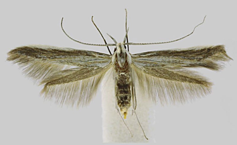 /filer/webapps/moths/media/images/G/giustii_Coleophora_PTF_BMNH.jpg