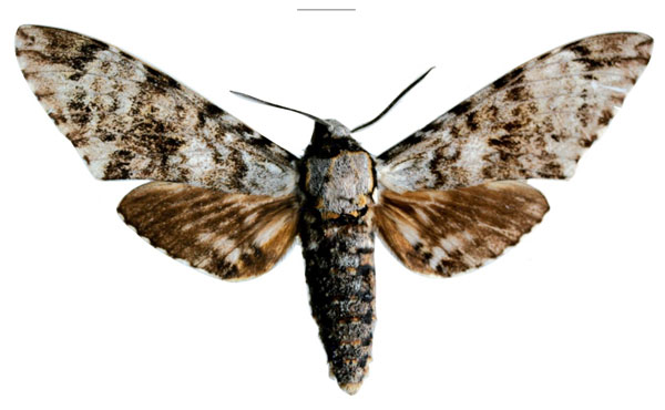 /filer/webapps/moths/media/images/G/giustii_Covelliana_PTM_SMCR.jpg