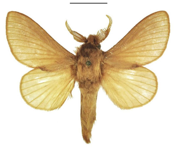 /filer/webapps/moths/media/images/G/giustii_Eutricha_HT_ANHRT.jpg