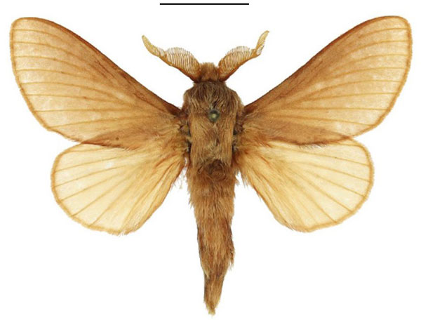/filer/webapps/moths/media/images/G/giustii_Eutricha_PTM_ANHRT.jpg