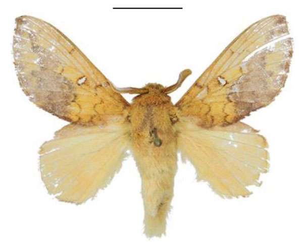 /filer/webapps/moths/media/images/G/giustii_Hypotrabala_PTM_ANHRT.jpg