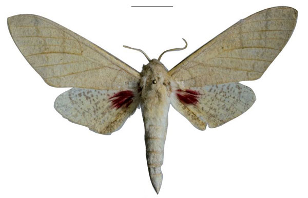 /filer/webapps/moths/media/images/G/giustii_Neoclanis_HT_EMEMa.jpg