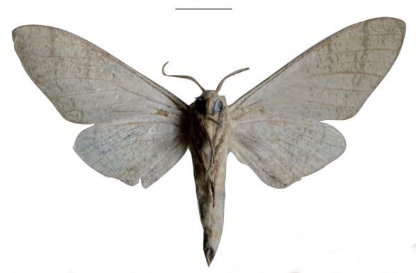 /filer/webapps/moths/media/images/G/giustii_Neoclanis_HT_EMEMb.jpg