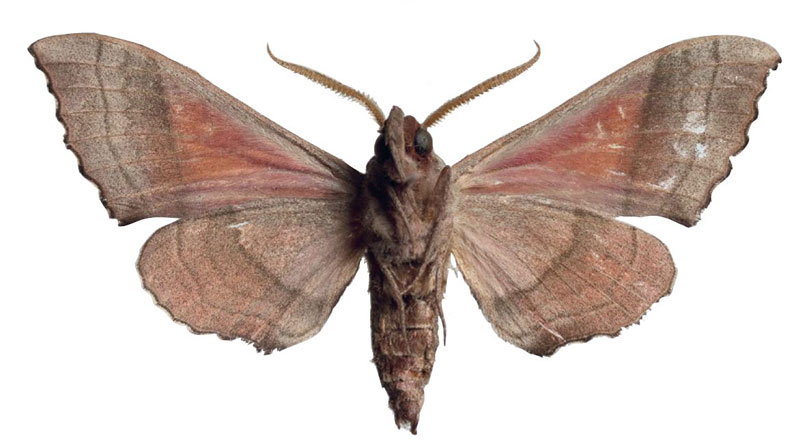 /filer/webapps/moths/media/images/G/giustii_Rufoclanis_HT_EMEMb.jpg