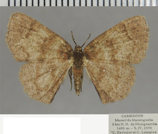 /filer/webapps/moths/media/images/G/glabra_Cabera_AF_ZSM_01.jpg