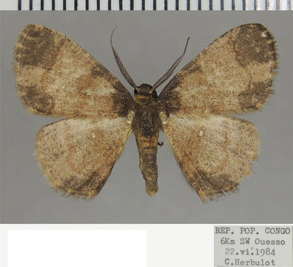 /filer/webapps/moths/media/images/G/glabra_Cabera_AM_ZSM_02.jpg