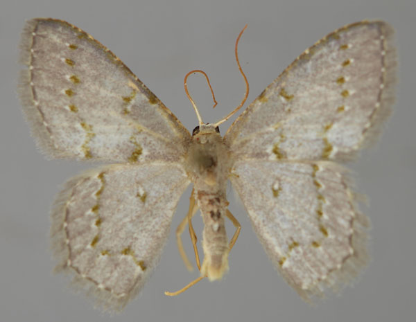 /filer/webapps/moths/media/images/G/glacialis_Metallochlora_A_ZSM_01.jpg