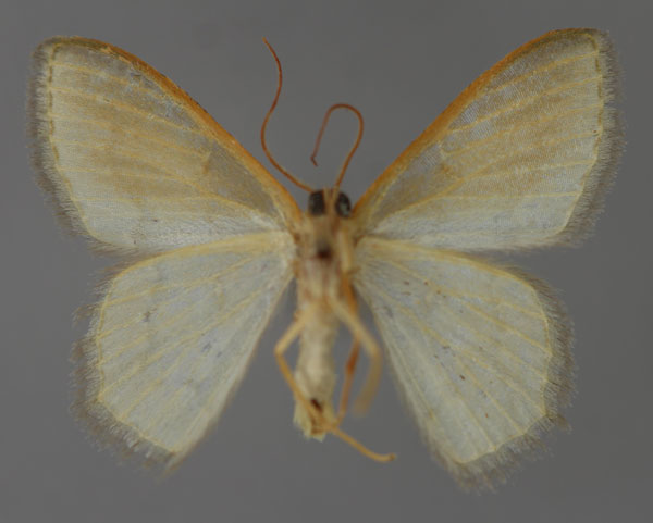 /filer/webapps/moths/media/images/G/glacialis_Metallochlora_A_ZSM_02.jpg
