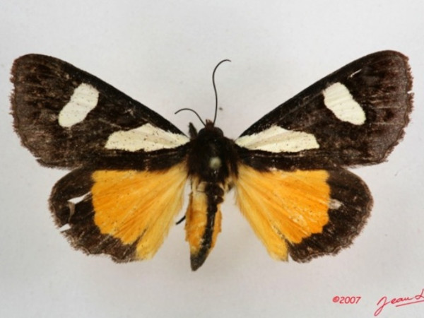 /filer/webapps/moths/media/images/G/gladatoria_Schausia_A_Albert_01.JPG