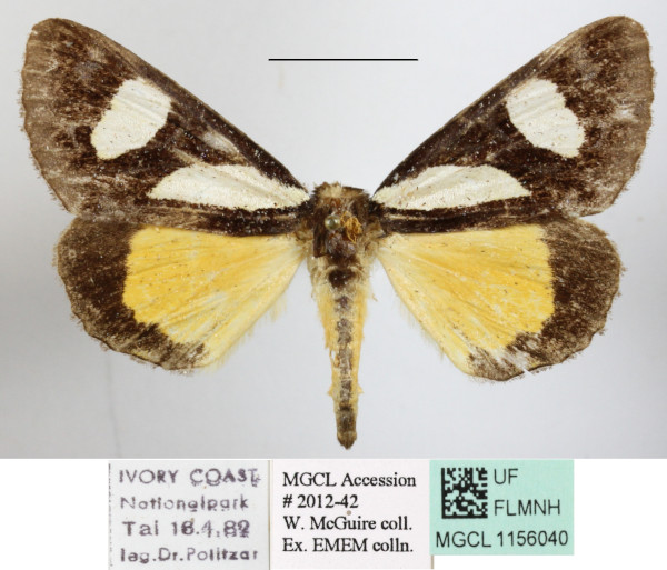/filer/webapps/moths/media/images/G/gladatoria_Schausia_A_MGCLa_01.JPG