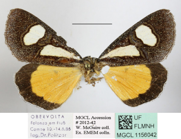 /filer/webapps/moths/media/images/G/gladatoria_Schausia_A_MGCLa_02.JPG
