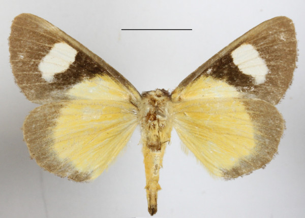 /filer/webapps/moths/media/images/G/gladatoria_Schausia_A_MGCLb_01.JPG