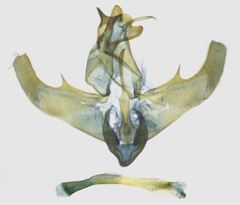 /filer/webapps/moths/media/images/G/gladiator_Thubdora_GMHT_RMCA.jpg
