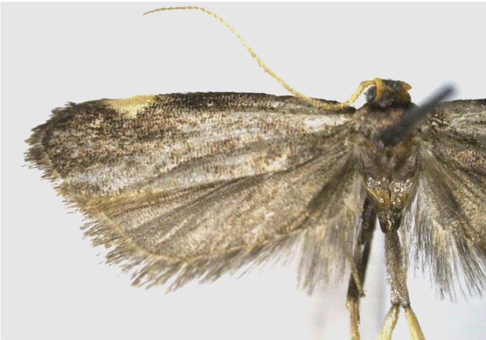 /filer/webapps/moths/media/images/G/gladiator_Thubdora_HT_RMCA.jpg