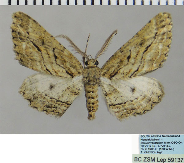 /filer/webapps/moths/media/images/G/gladstonei_Hypomecis_AM_ZSMa.jpg