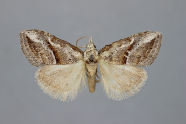 /filer/webapps/moths/media/images/G/gladstonei_Meganola_A_BMNH.jpg