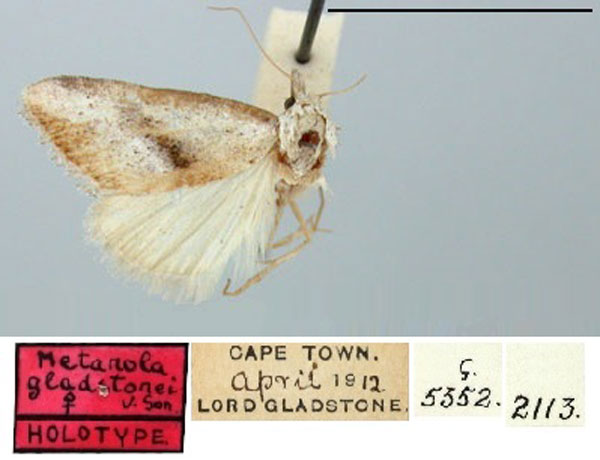 /filer/webapps/moths/media/images/G/gladstonei_Metanola_HT_TMSA.jpg