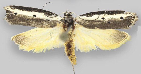 /filer/webapps/moths/media/images/G/glandifera_Ethmia_AM_ZMHB.jpg