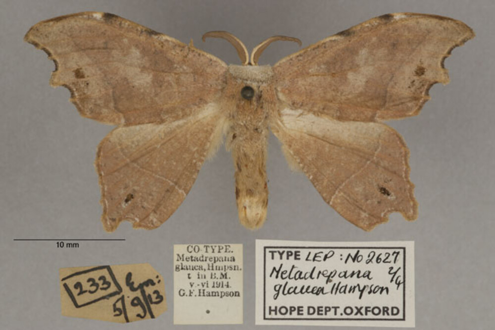 /filer/webapps/moths/media/images/G/glauca_Metadrepana_LT_OUMNHa_02.jpg