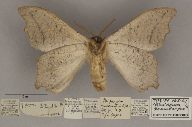 /filer/webapps/moths/media/images/G/glauca_Metadrepana_LT_OUMNHb_01.jpg