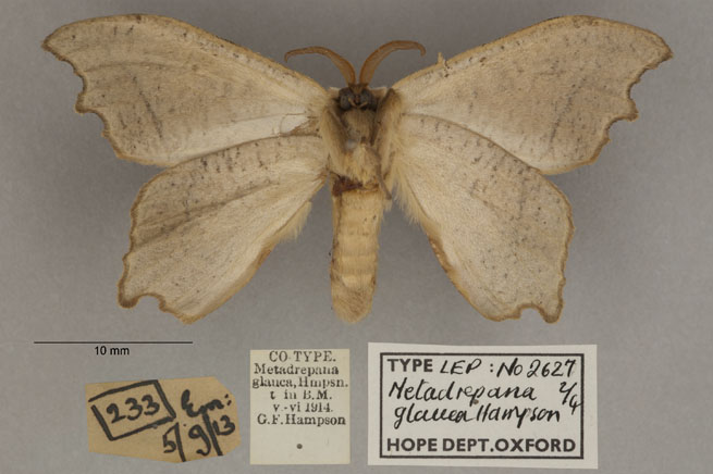 /filer/webapps/moths/media/images/G/glauca_Metadrepana_LT_OUMNHb_02.jpg
