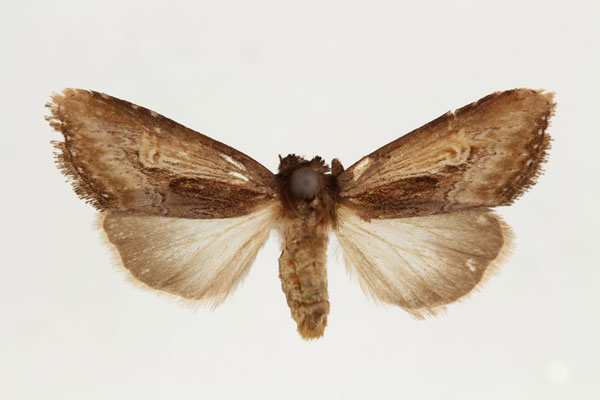 /filer/webapps/moths/media/images/G/glaucescens_Aspidifrontia_AF_RMCA.jpg