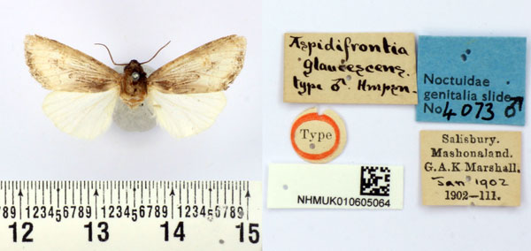 /filer/webapps/moths/media/images/G/glaucescens_Aspidifrontia_HT_BMNH.jpg