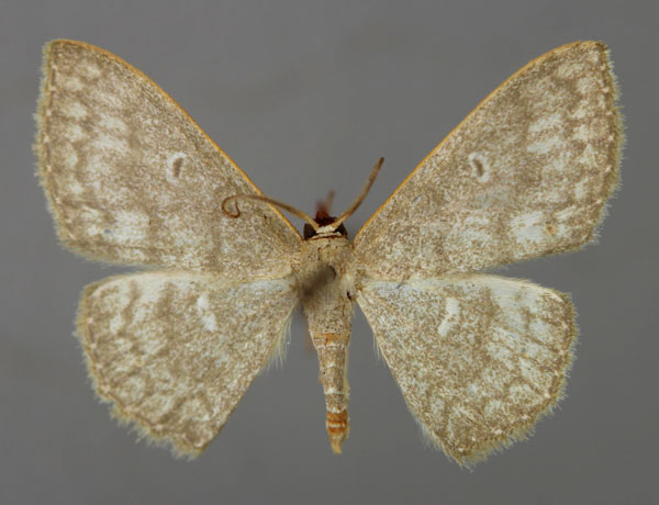 /filer/webapps/moths/media/images/G/glaucescens_Scopula_A_ZSM_01.jpg