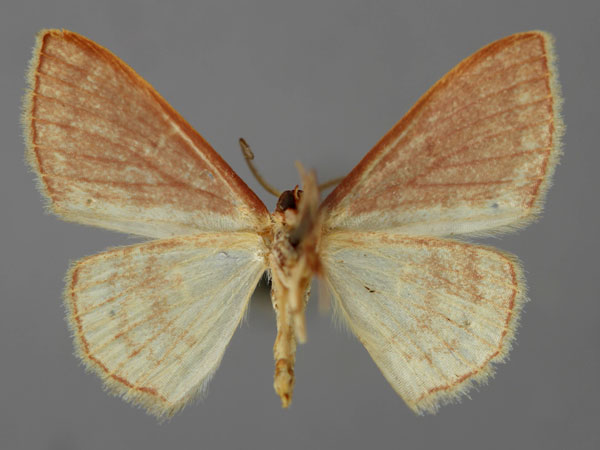 /filer/webapps/moths/media/images/G/glaucescens_Scopula_A_ZSM_02.jpg
