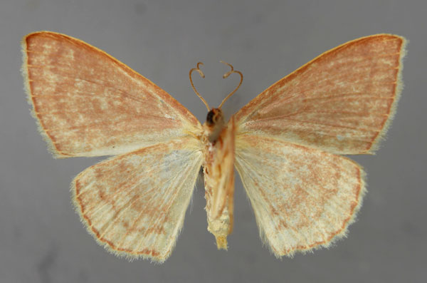 /filer/webapps/moths/media/images/G/glaucescens_Scopula_HT_ZSM_02.jpg