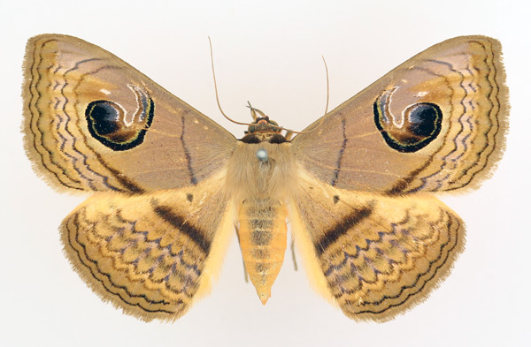 /filer/webapps/moths/media/images/G/glaucescens_Spirama_AF_TMSA_01.jpg
