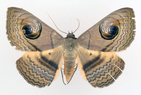 /filer/webapps/moths/media/images/G/glaucescens_Spirama_AF_TMSA_02.jpg